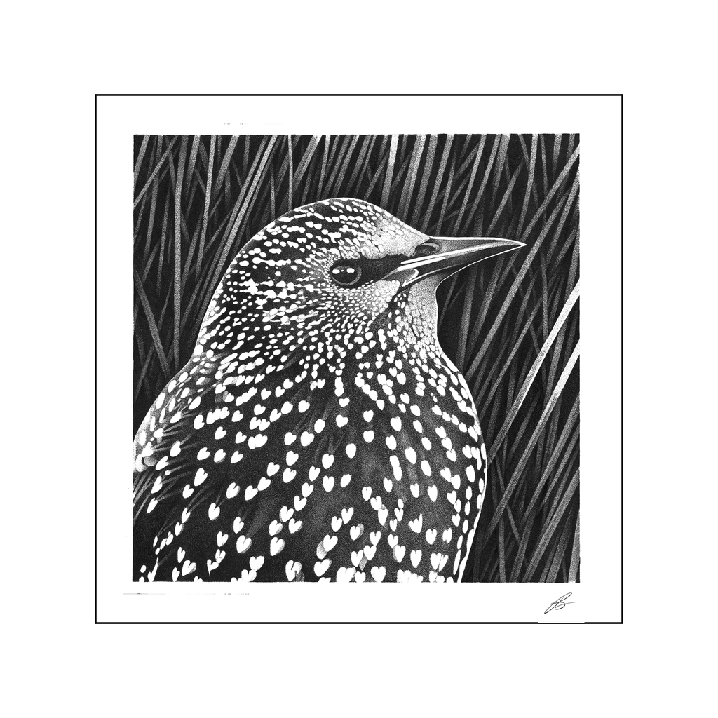 Starling Bird Dot Work Print